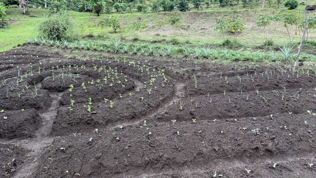 Vista amplia de los cultivos de la finca, con piña y hortalizas en hileras