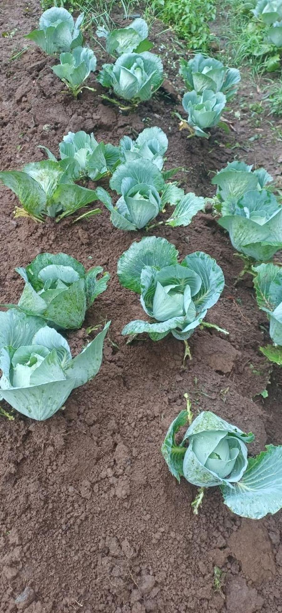 Hileras de repollos cultivados en la finca orgánica