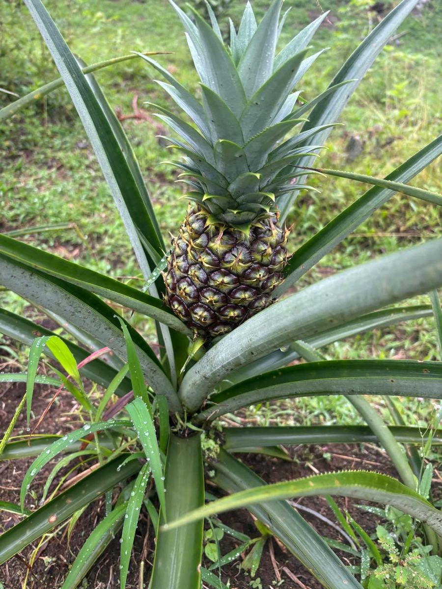 Piña creciendo en la planta, en la finca orgánica